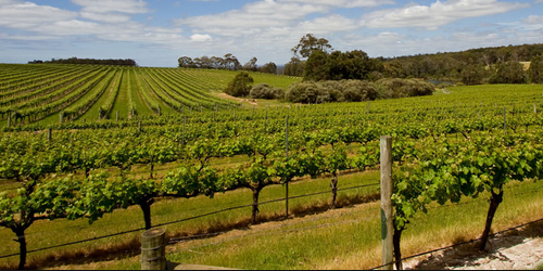 Swan Valley’s hidden surprise: fine dry whites among the heavy reds ...