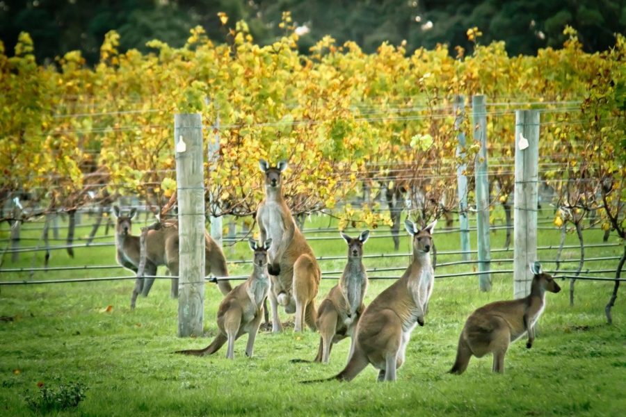 Australian winery numbers fall again The Real Review