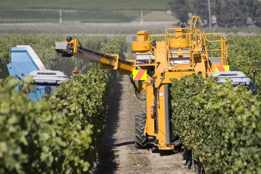 Oyster Bay reports 33 increase in NZ grape harvest The Real Review