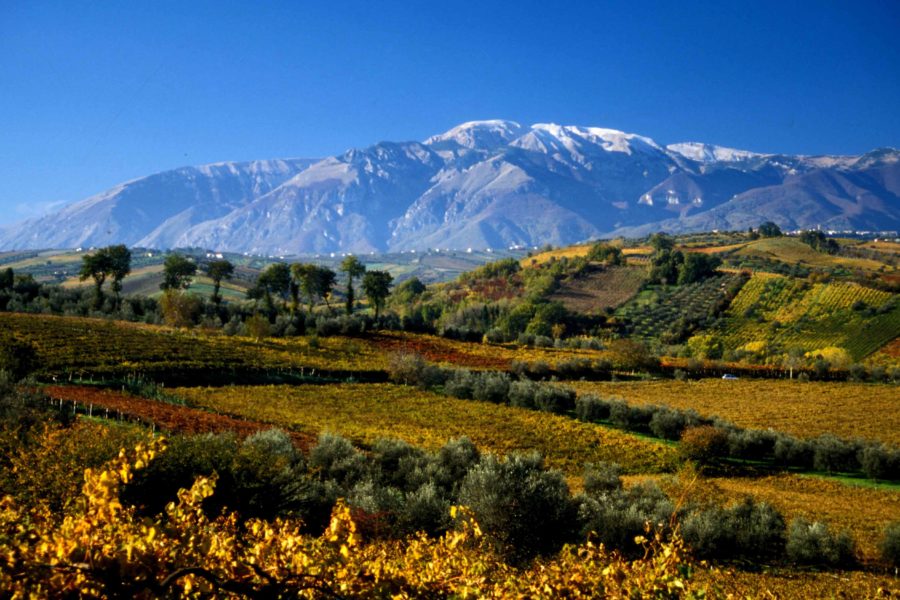 Fascinating Farnese The Real Review