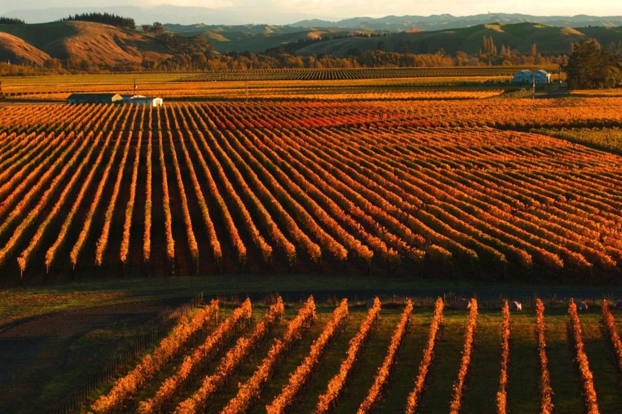 Trinity Hill vineyards