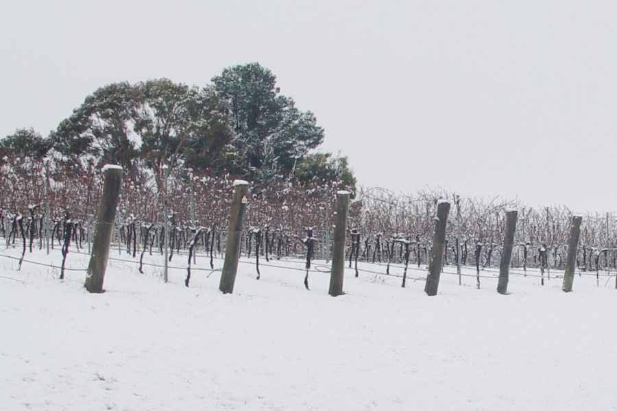 Hatherleigh Vineyard