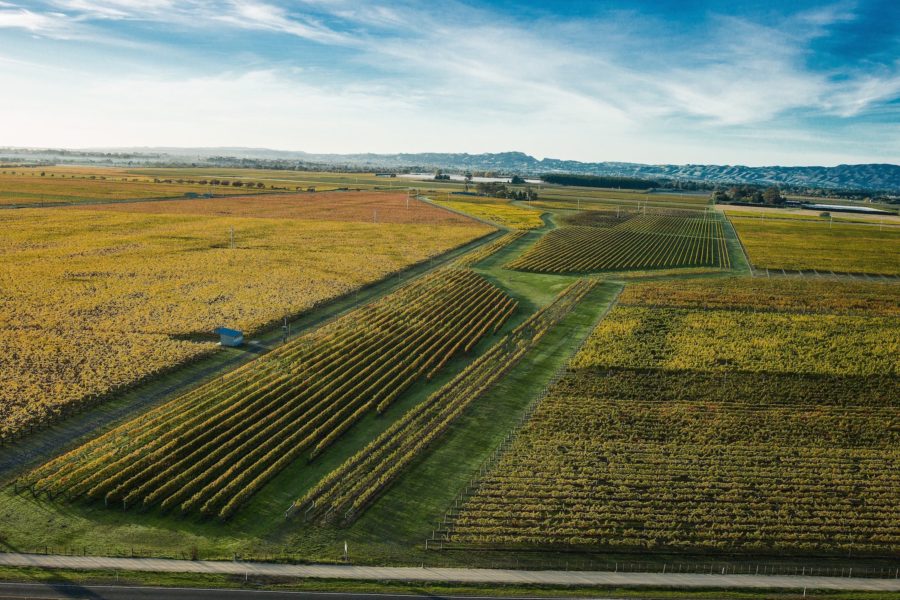 Pask vineyards