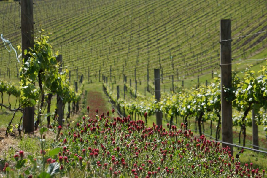 Clyde Park College Block-F vineyard