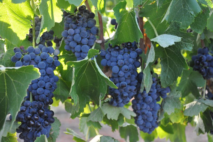 Would You Like Pepper In Your Shiraz The Real Review