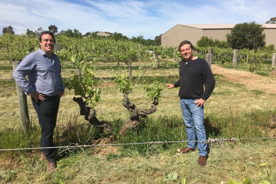 James & Paul Lindner with the 1843 vines at Langmeil