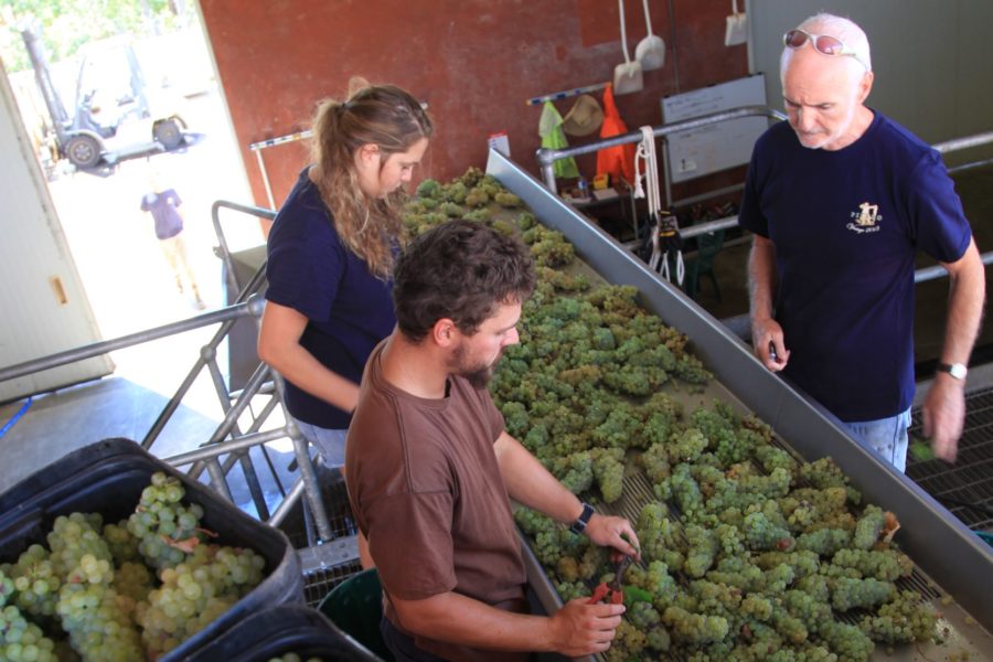 Mike Peterkin (right) at work in the Pierro winery.