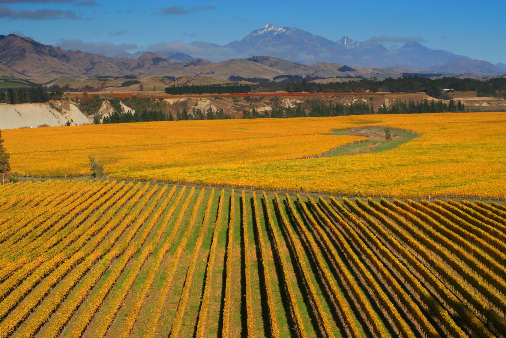 New Zealand wine quiz - The Real Review