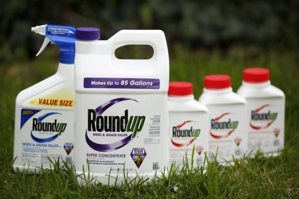 Roundup Rant A knockout for Roundup – The Real Review