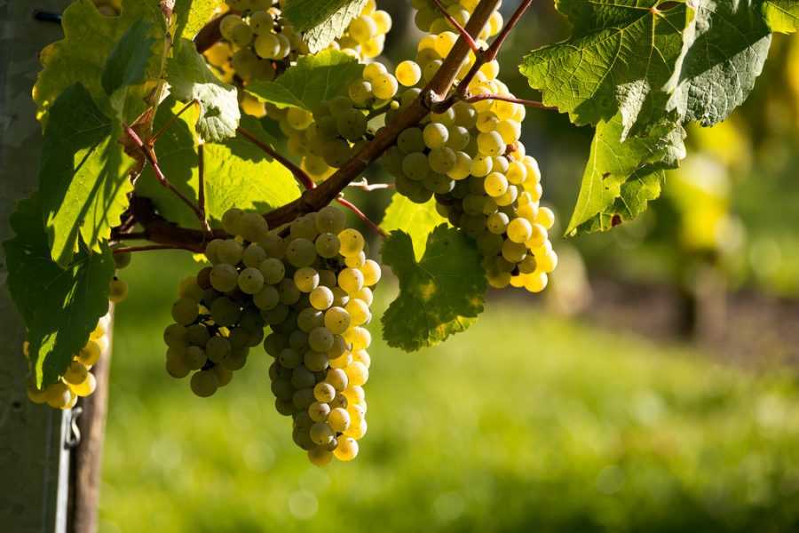 Riesling reaches high status in Tasmania – The Real Review