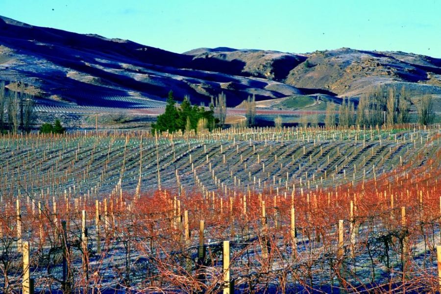 Central Otago’s rising star – The Real Review