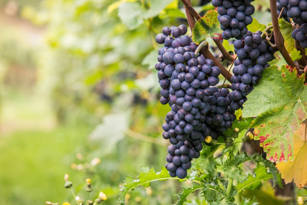 Celebrate International Pinot Noir Day on August 18th The Real Review