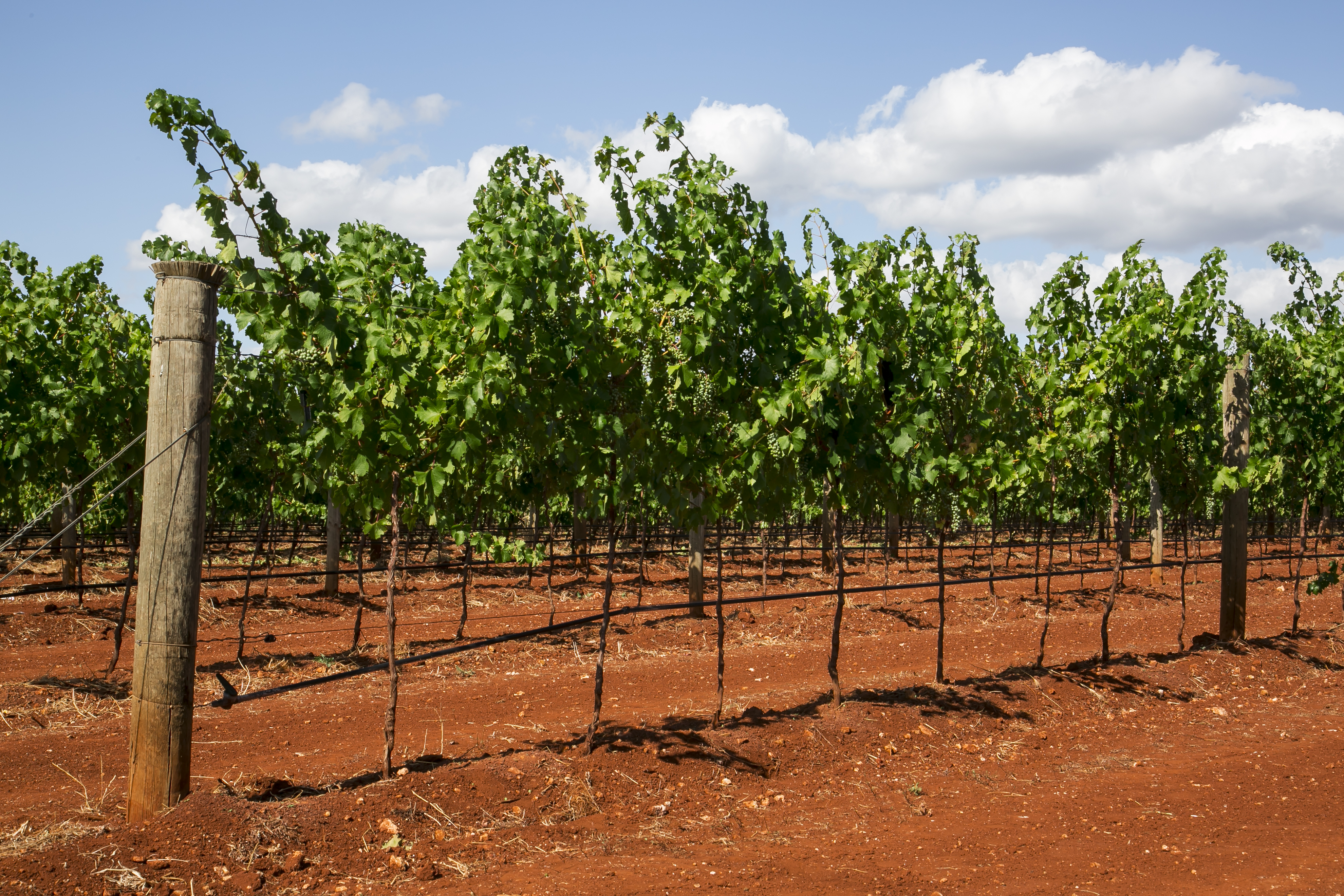 Bowen Estate Shiraz a Coonawarra benchmark The Real Review