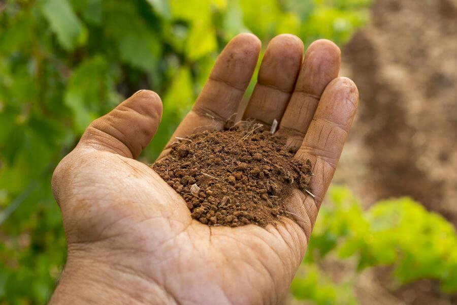 Bowen Estate Shiraz a Coonawarra benchmark The Real Review