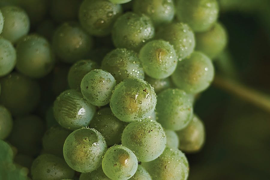 The grape clone mystery The Real Review