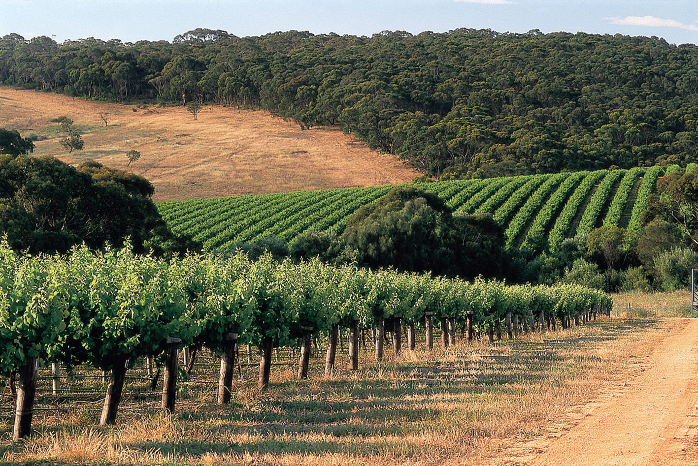 VineyardMcLaren Vale The Real Review