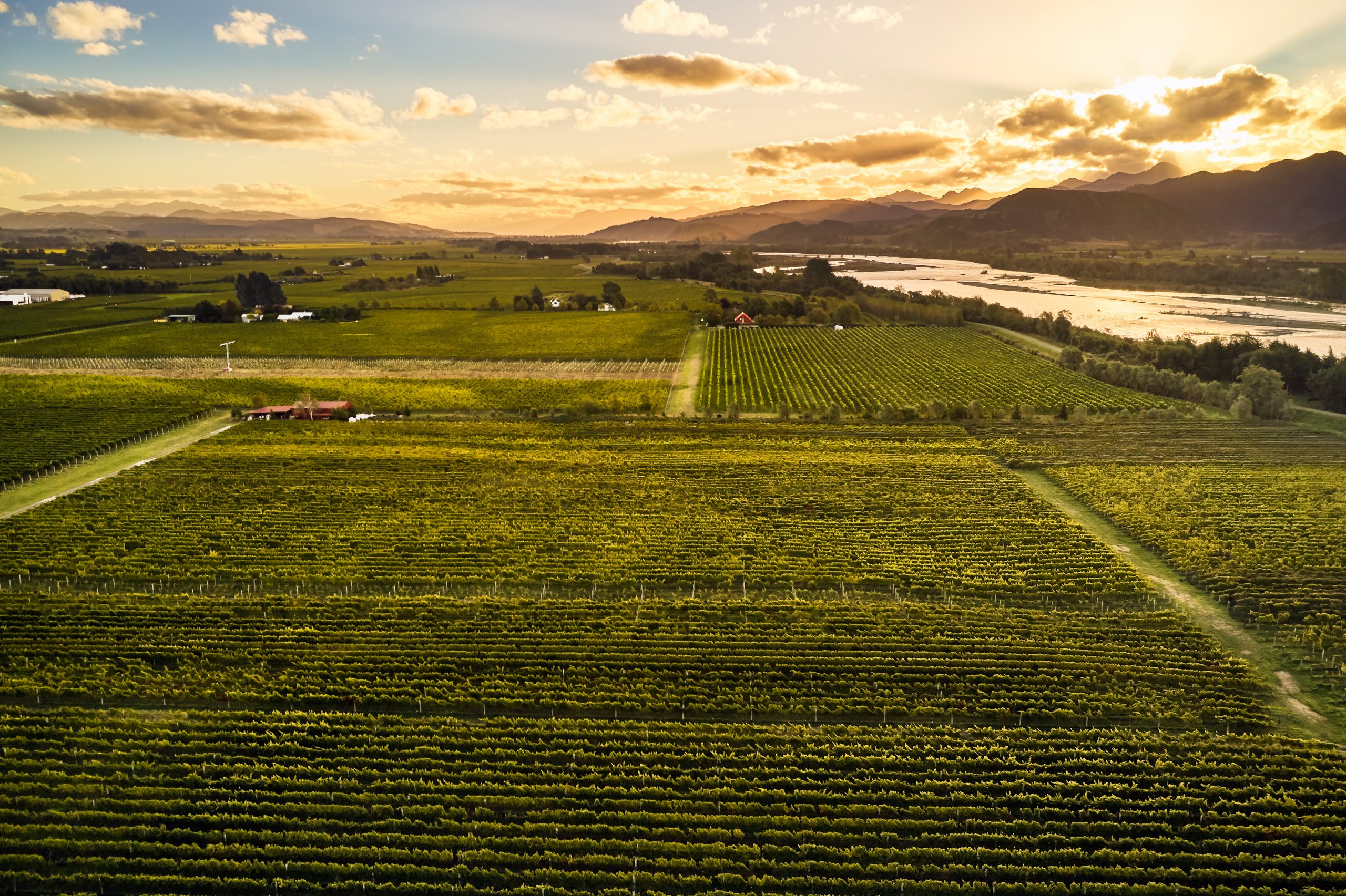 Vineyard Wairau River The Real Review