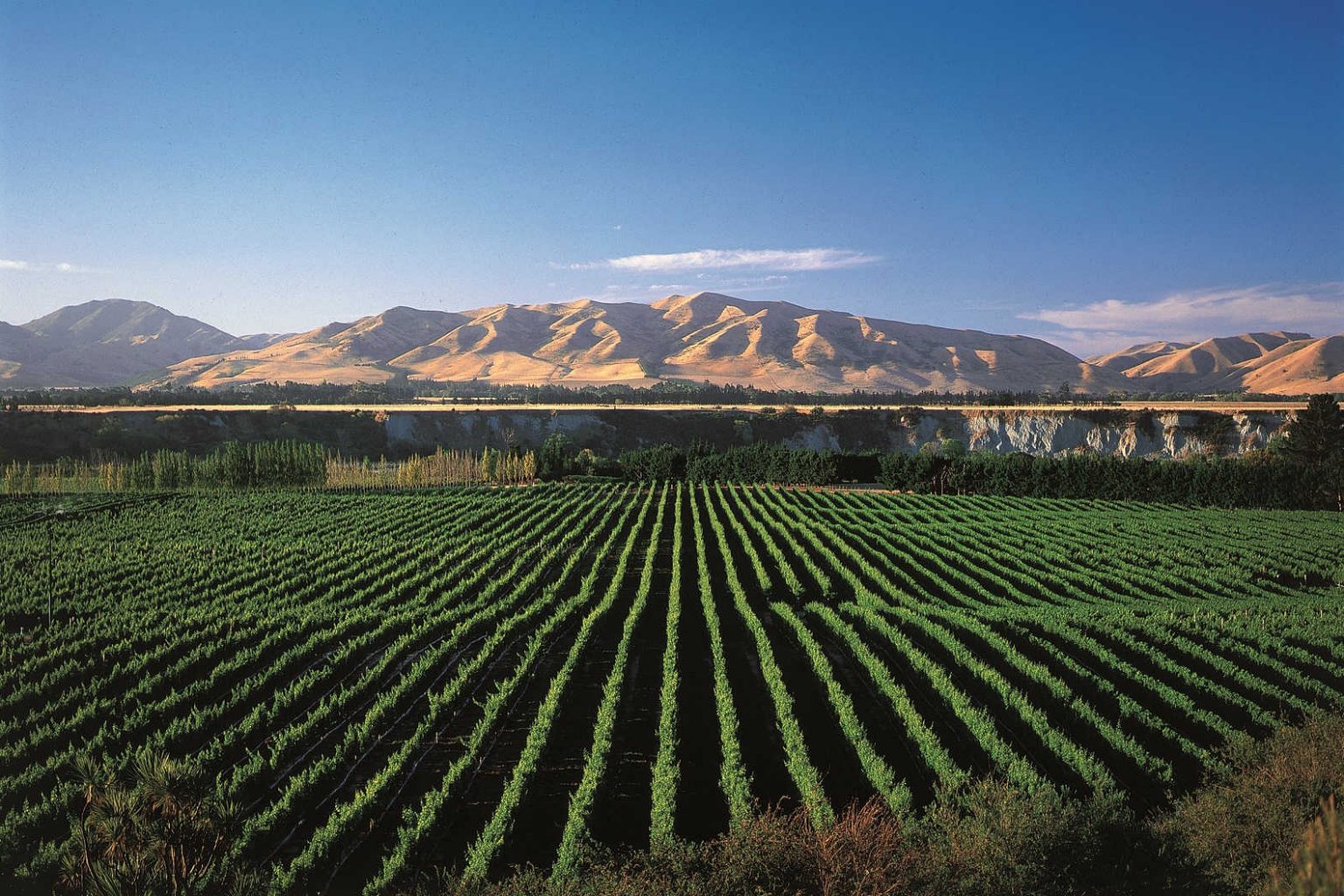 New Zealand wine industry gets a checkup The Real Review