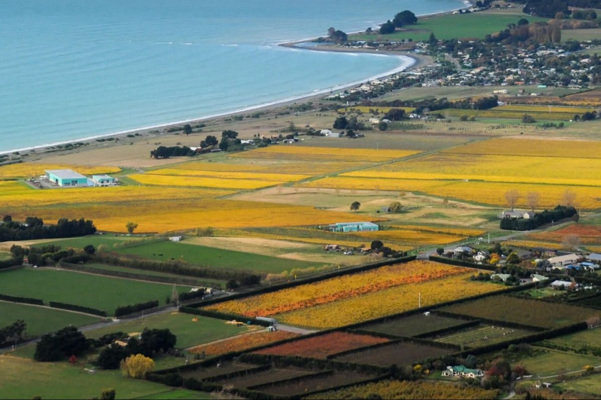 Hawke’s Bay’s top twelve chardonnays The Real Review