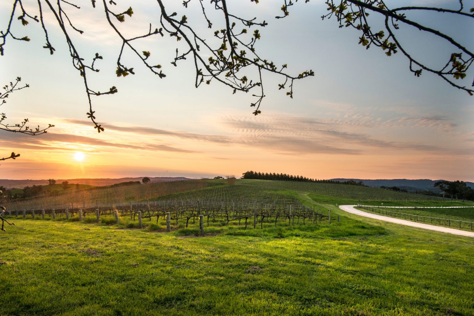 Introduction to the Adelaide Hills wine region The Real Review