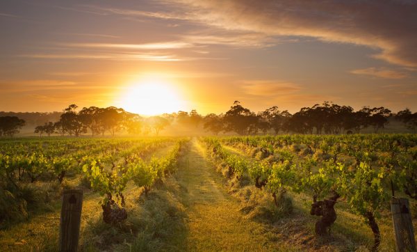Orlando Wines – The Real Review