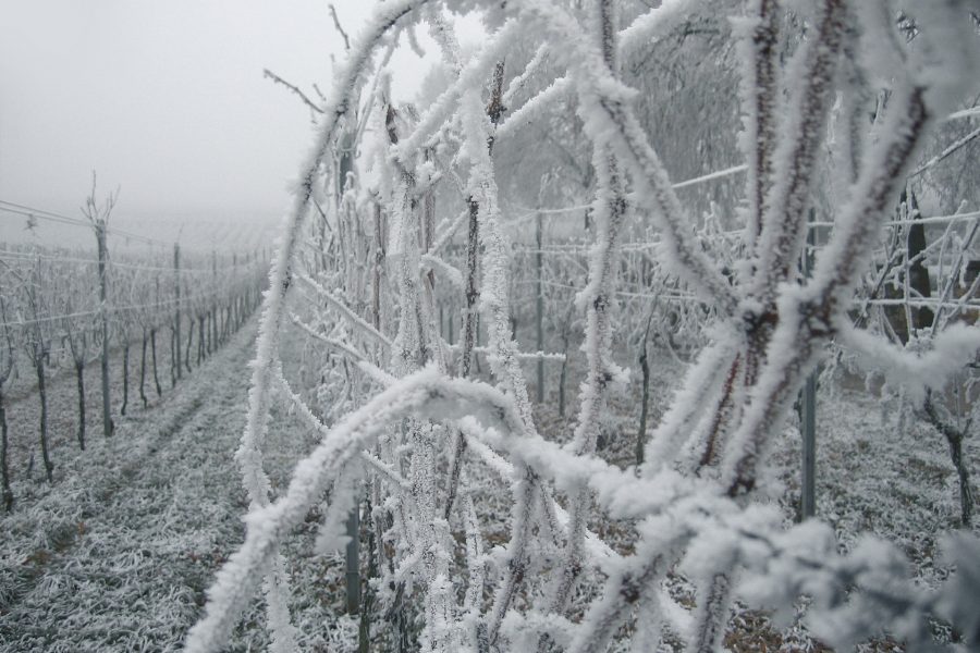 How Frost Decimates Vineyards The Real Review