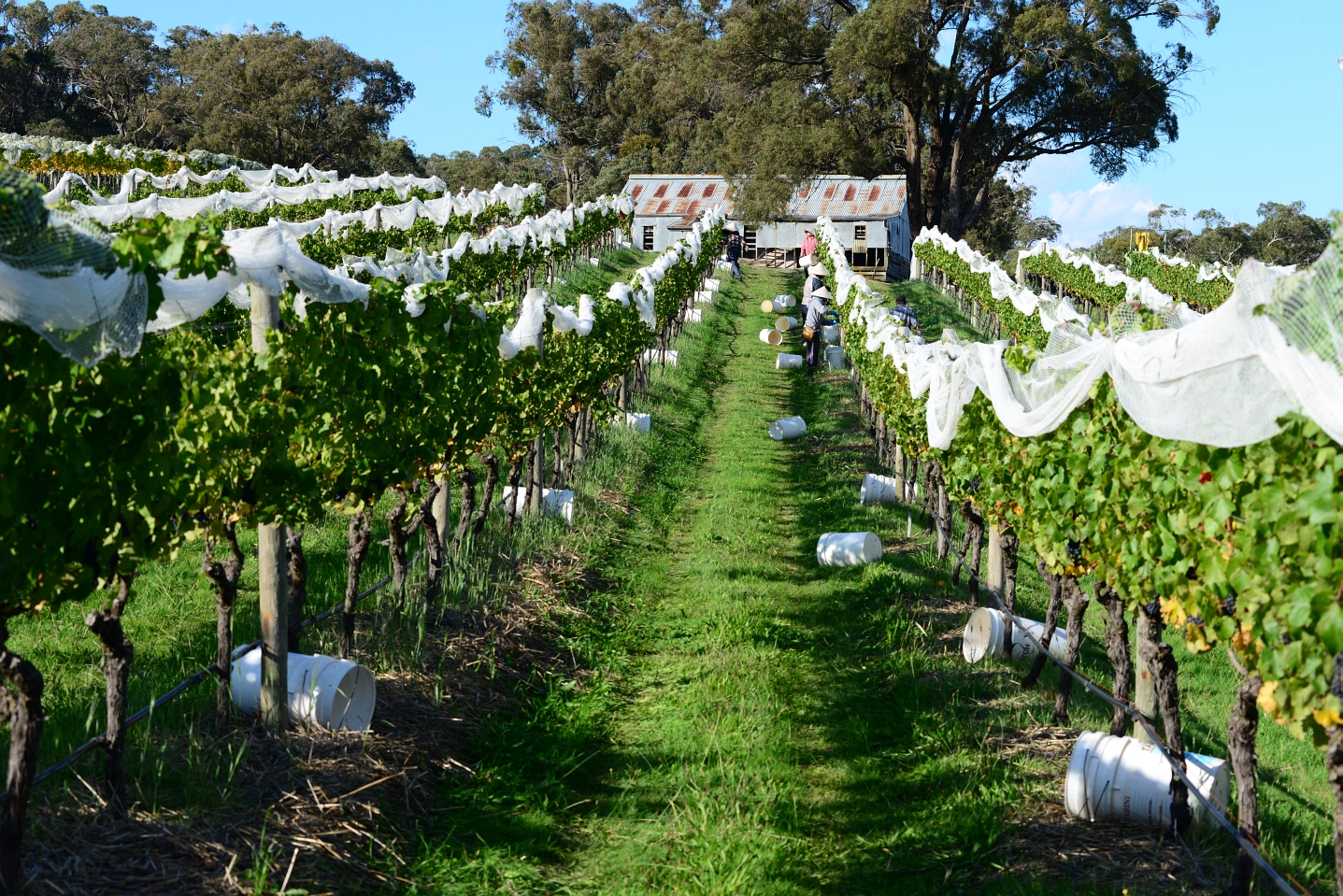 Top Wineries of Australia 2021 20 to 17 The Real Review
