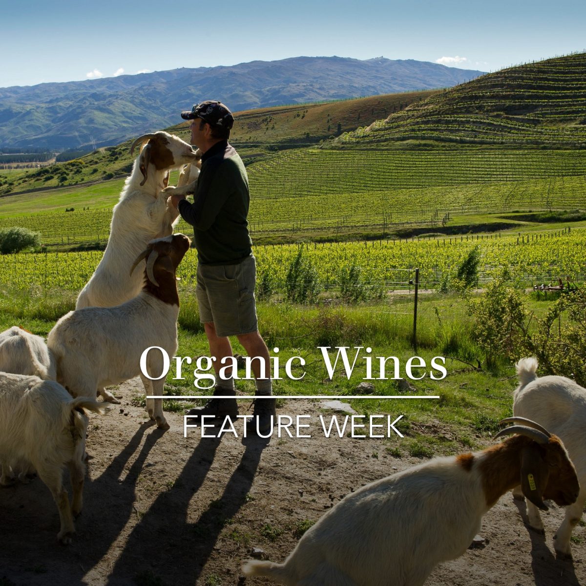 Osawa Wines New Zealand