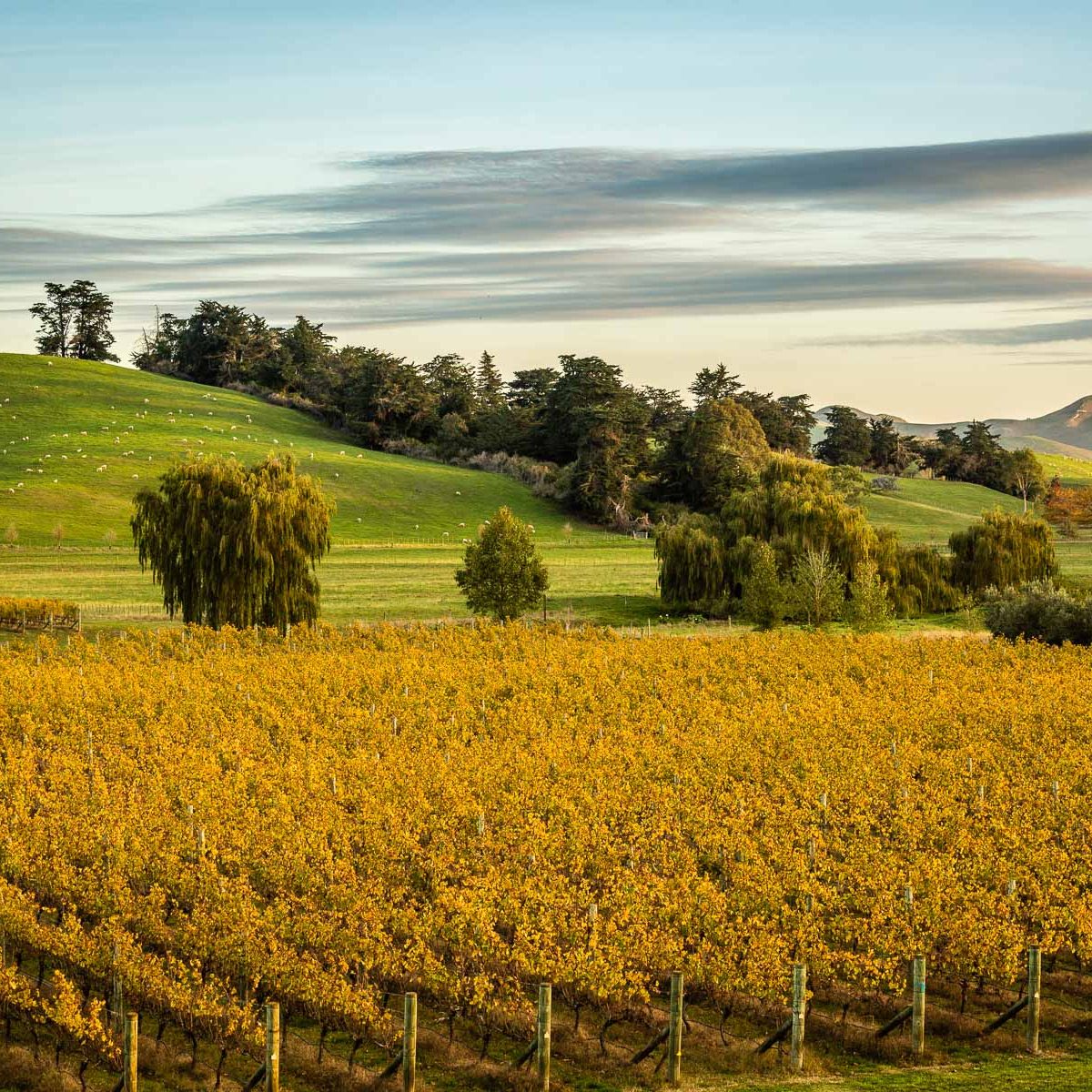 Wine and Vineyards of Burgundy by Camillo Favaro and Giampaolo Gravina ...