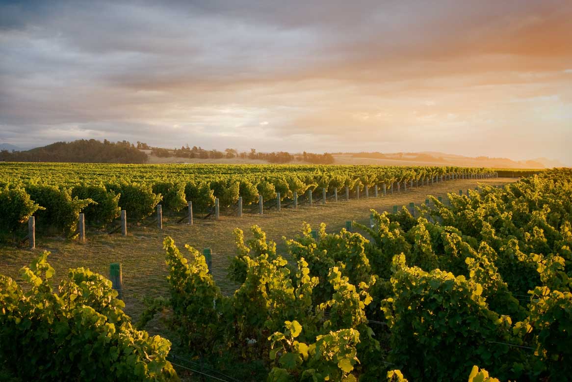 Top Wineries of New Zealand 2022 Astrolabe Wines The Real Review