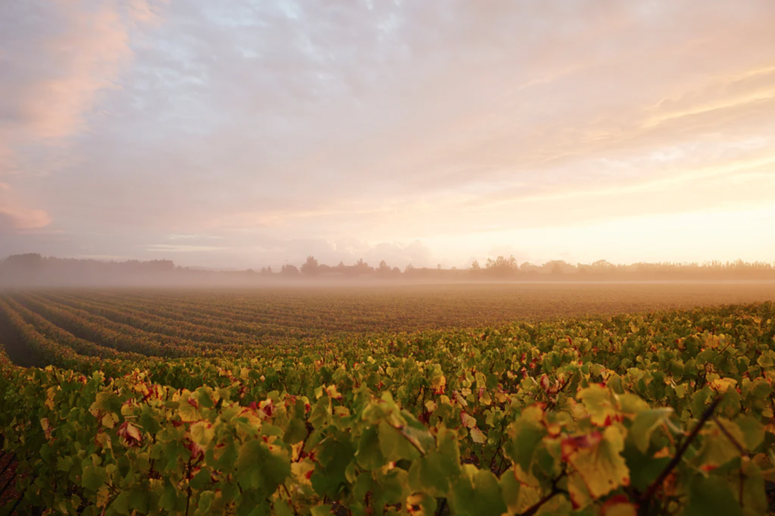 Top Wineries of New Zealand 2022Kumeu River The Real Review