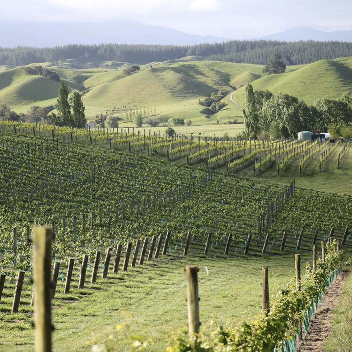 Neudorf Rosie's Block Moutere Chardonnay Nelson 2023