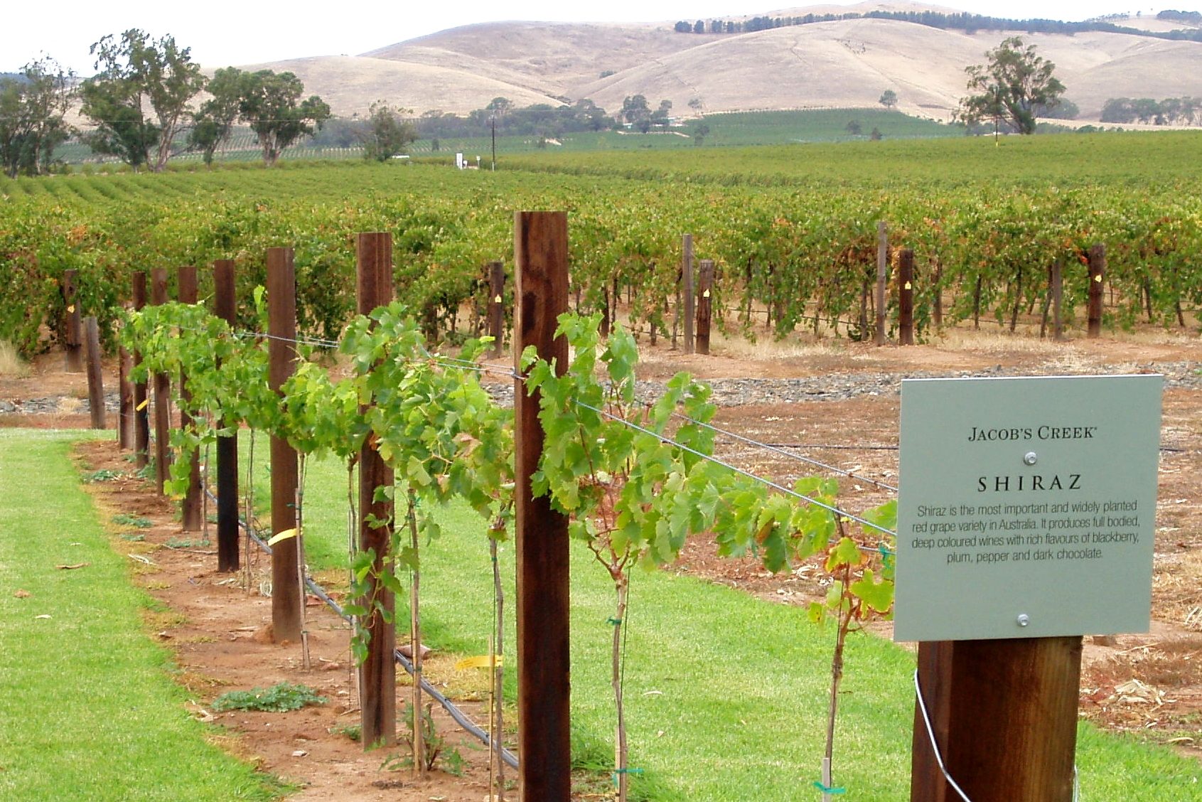 Shiraz Australia’s top value red The Real Review