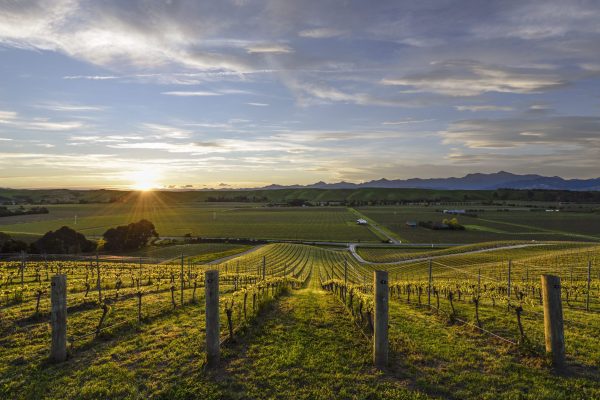 New Zealand's Cloudy Bay and Greywacke Wineries