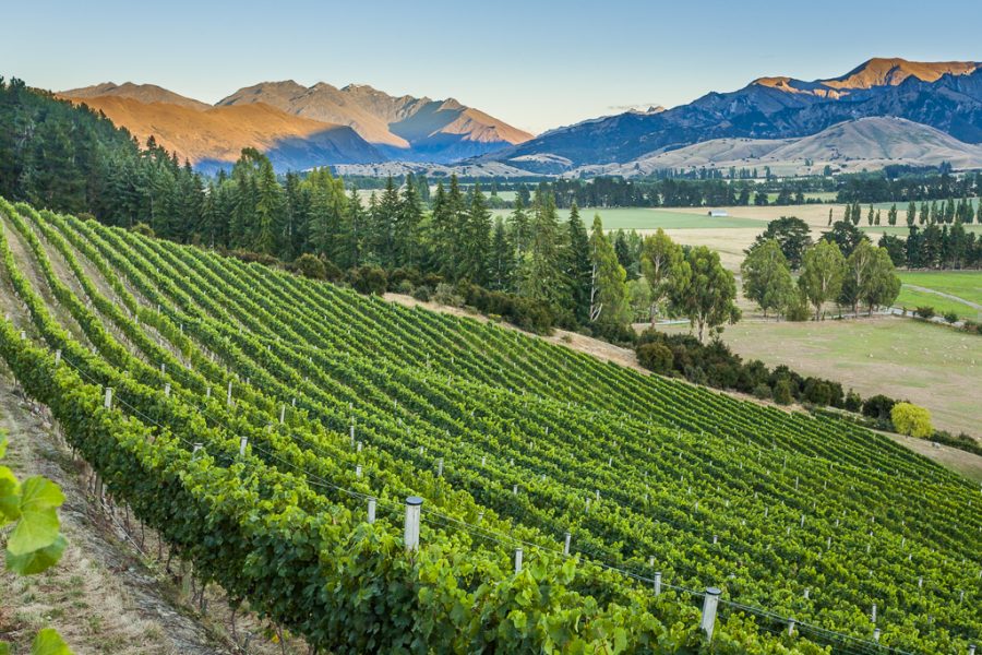 Top Wineries of New Zealand 2023 45 to 48 The Real Review