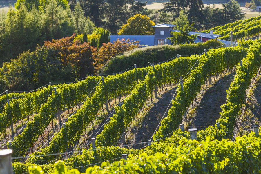 Top Wineries of New Zealand 2023 45 to 48 The Real Review