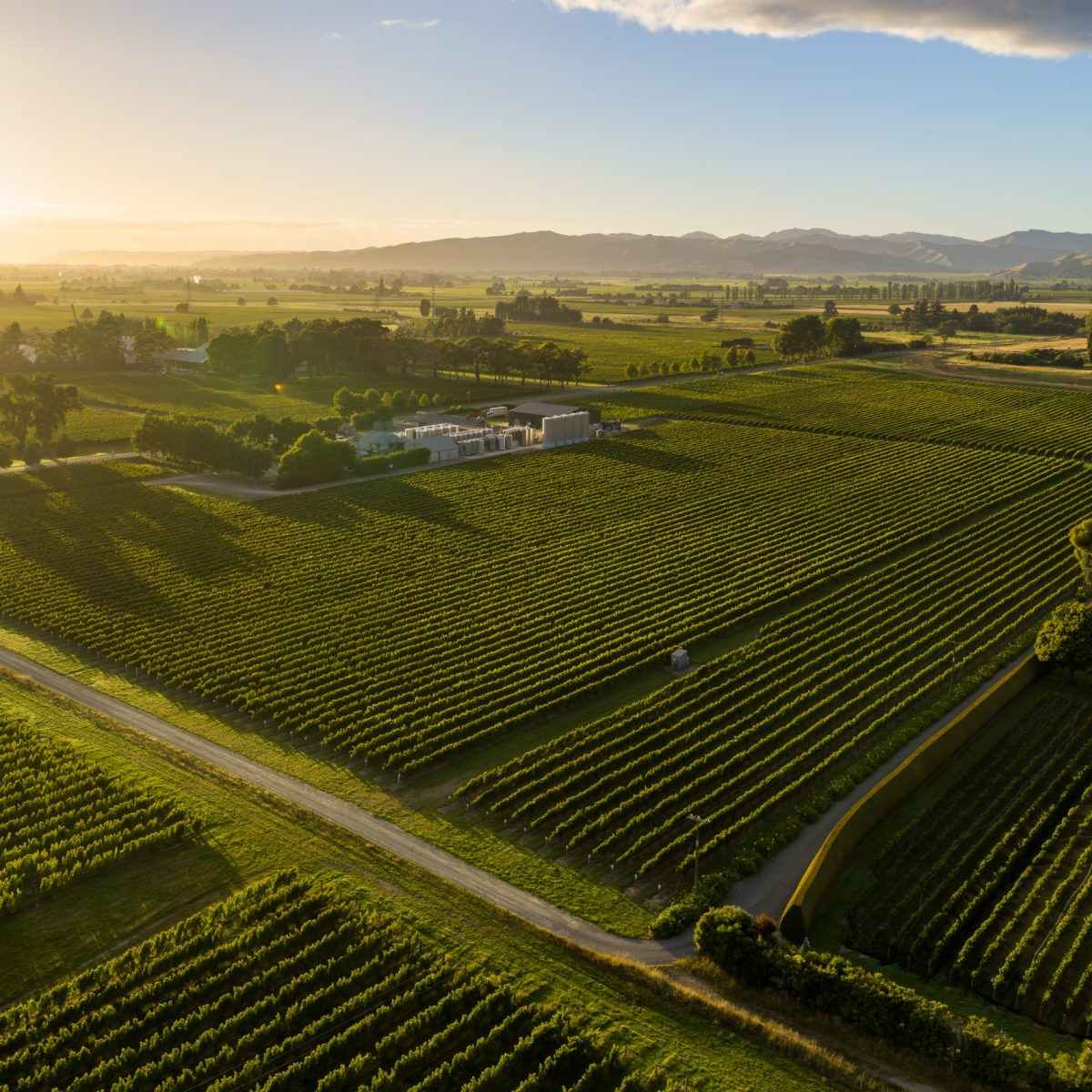 Top Wineries of New Zealand 2023 Allan Scott Family Winemakers