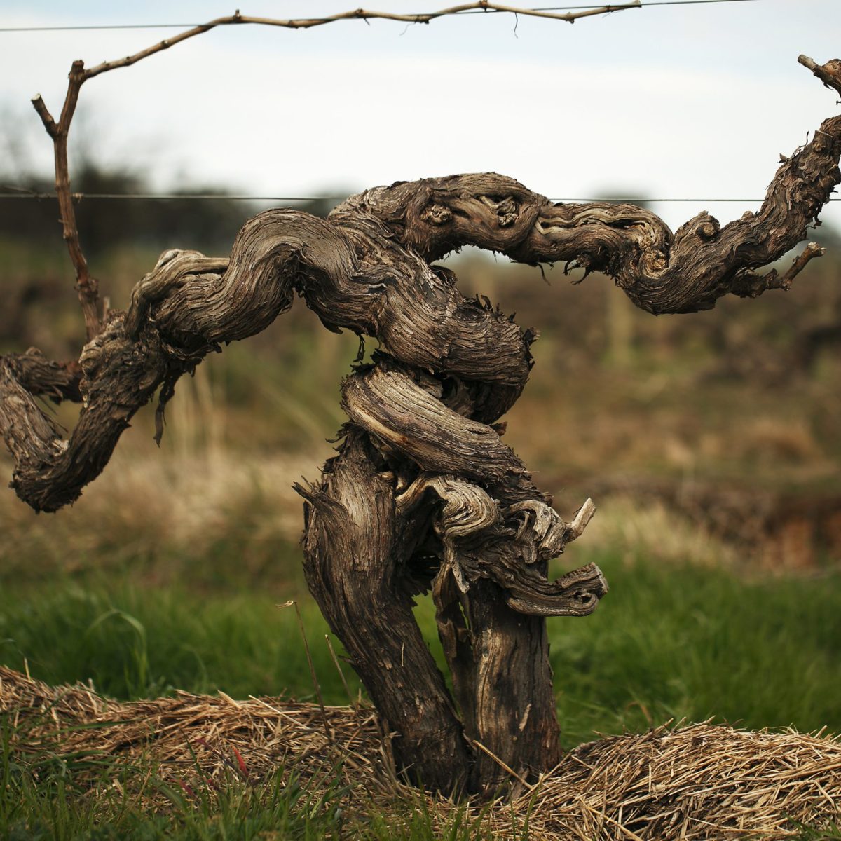 The Great Vine - the World's Oldest Grapevine? - Wine Alchemy