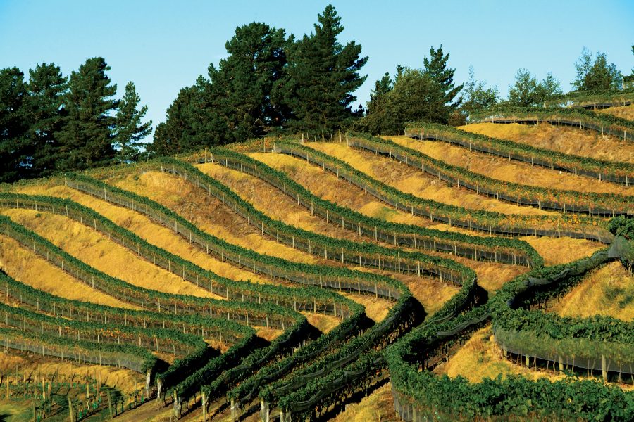 Introduction to the Gimblett Gravels The Real Review