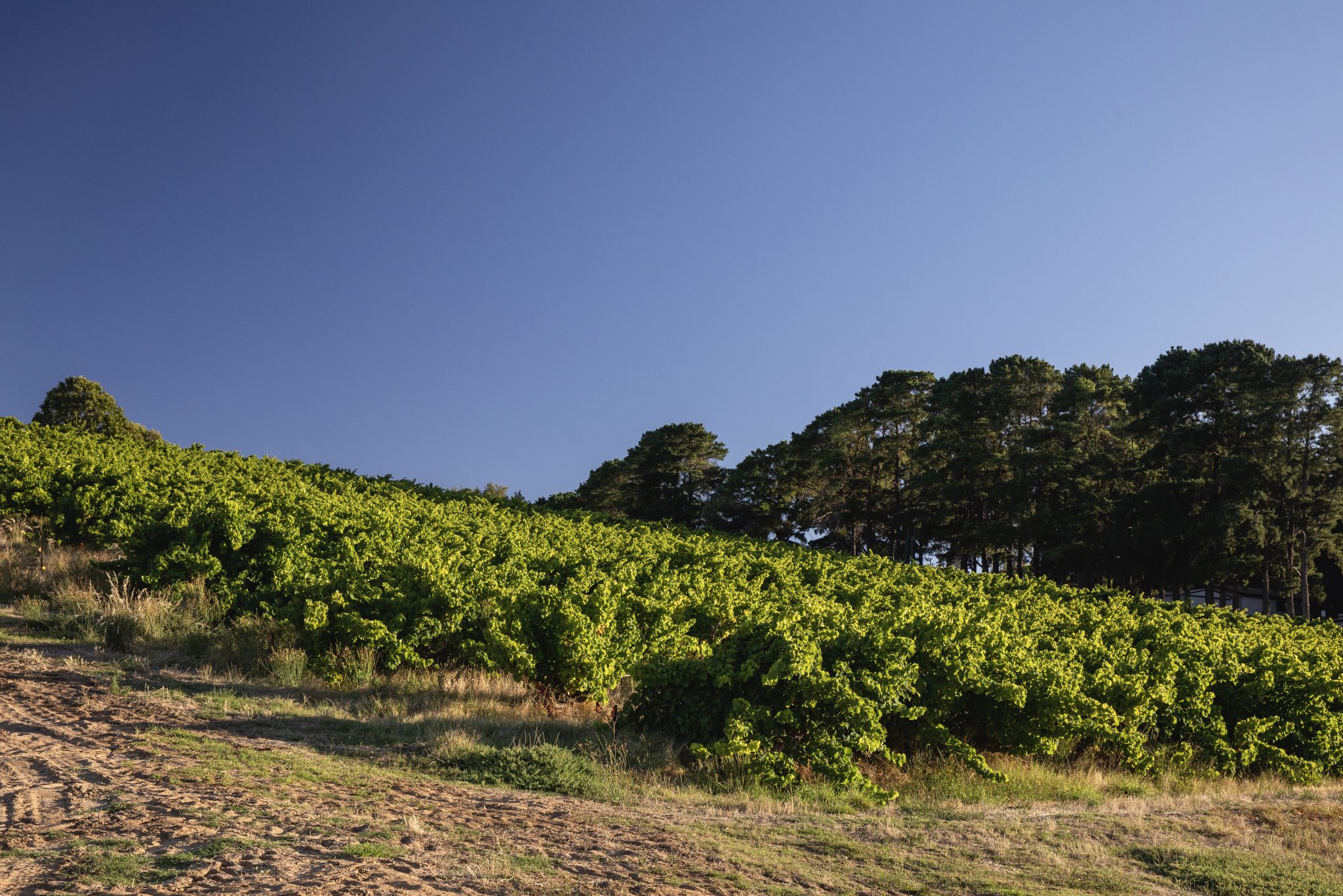 Grenache gems from Willunga 100 The Real Review