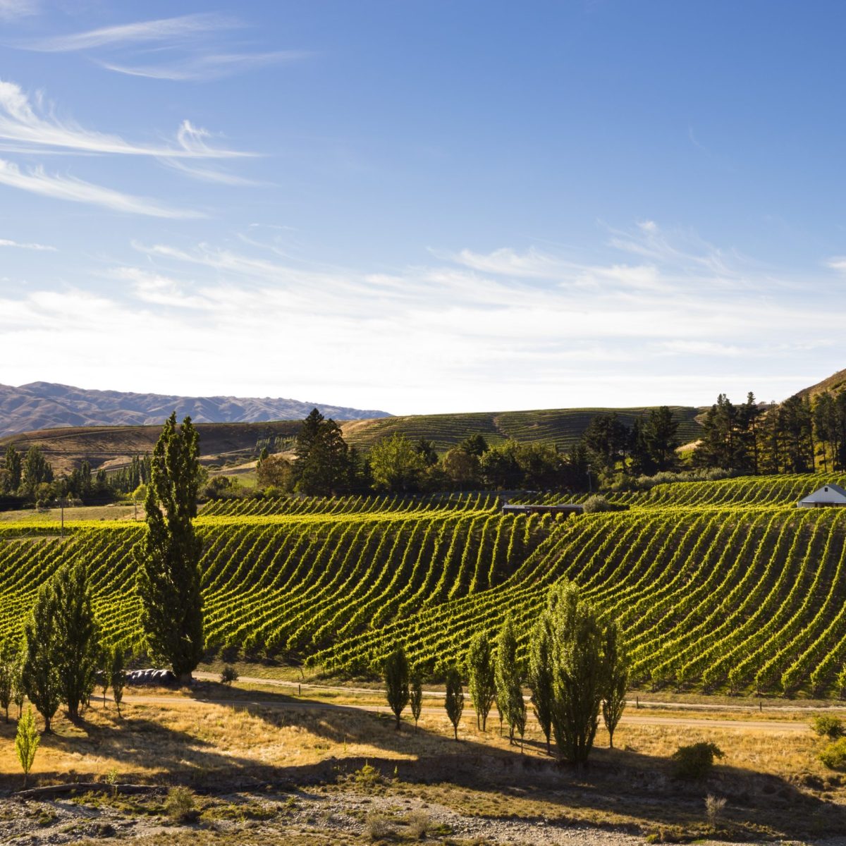 Two Paddocks riesling treats The Real Review