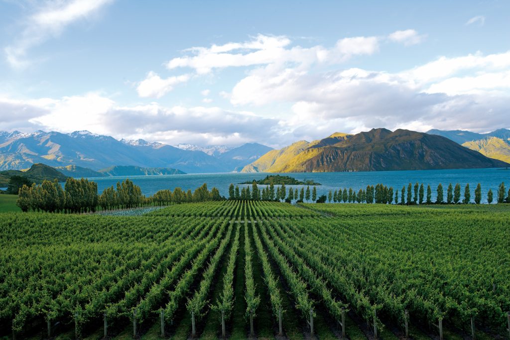 Top Wineries of New Zealand 2024 top performing regions – The Real Review